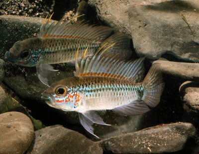 Apistogramma eremnopyge